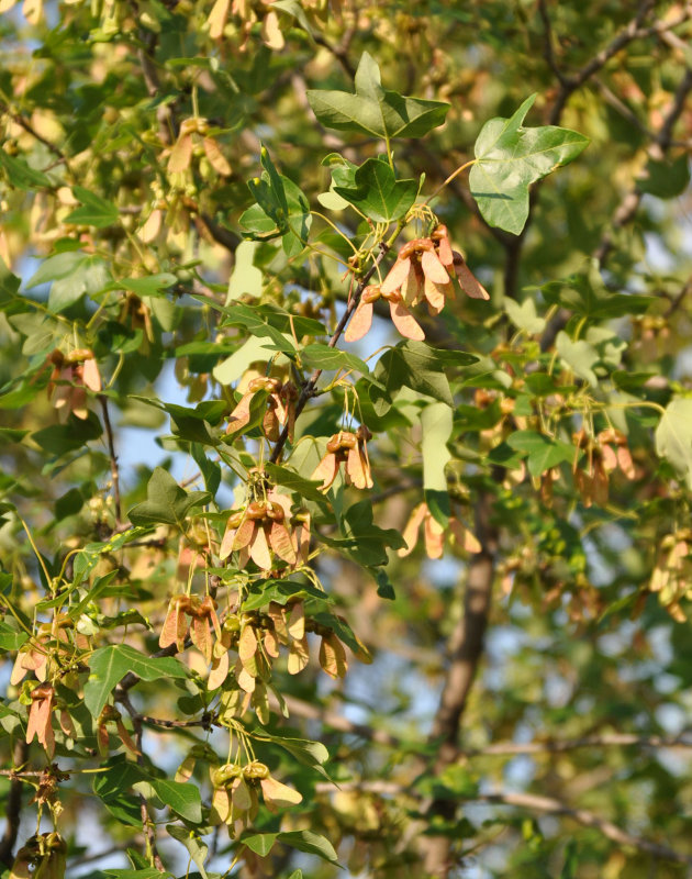 Image of Acer ibericum specimen.