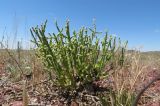 Anabasis truncata