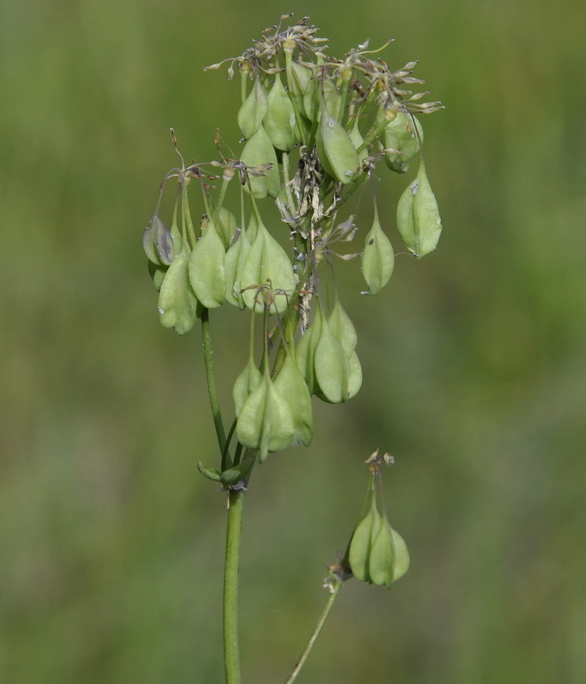 Image of Thalictrum aquilegiifolium specimen.