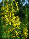 Ligularia stenocephala. Часть соцветия. Ярославская обл., Рыбинский р-н, дер. Добрино; в культуре. 7 июля 2013 г.