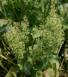 Rumex obtusifolius. Соплодия на боковых побегах. Германия, г. Krefeld, Ботанический сад. 08.06.2013.