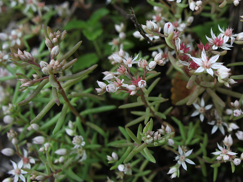 Image of Sedum hispanicum specimen.