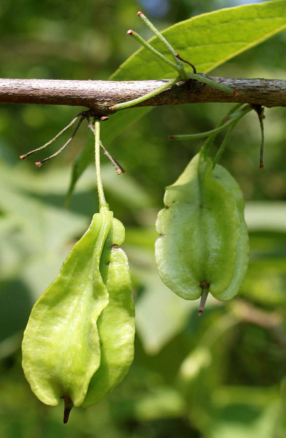 Image of Halesia carolina specimen.