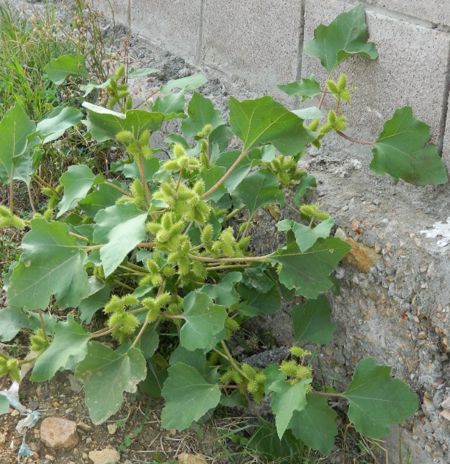 Image of Xanthium orientale specimen.