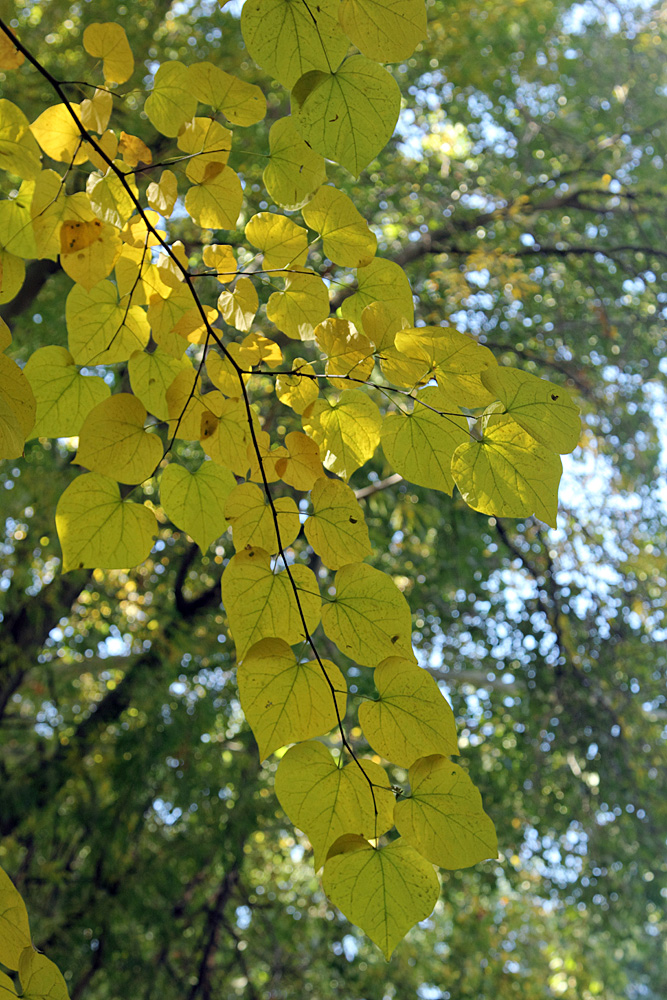 Изображение особи Cercis canadensis.