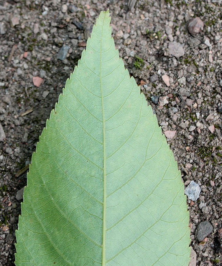 Image of Carya glabra specimen.