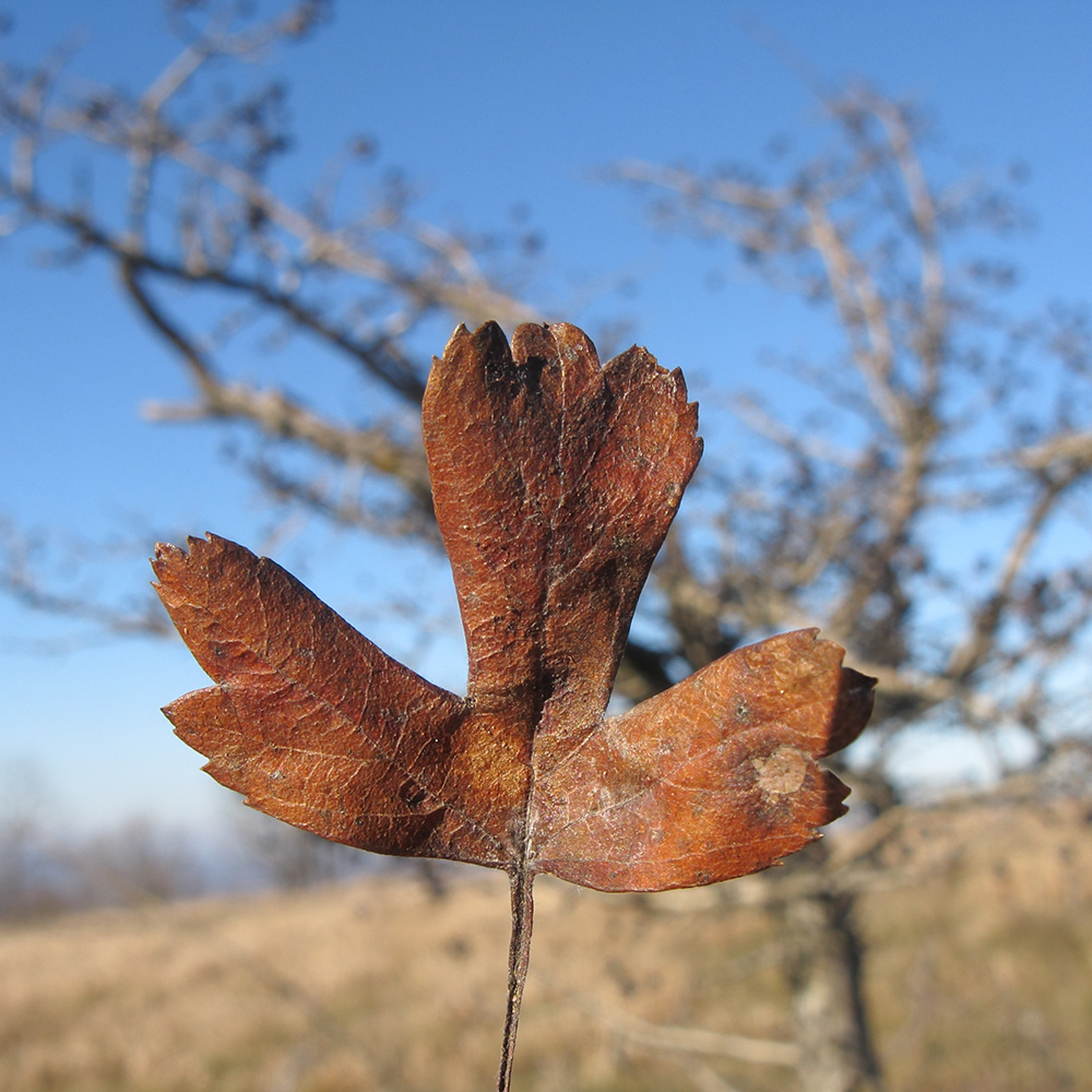 Image of Crataegus pentagyna specimen.