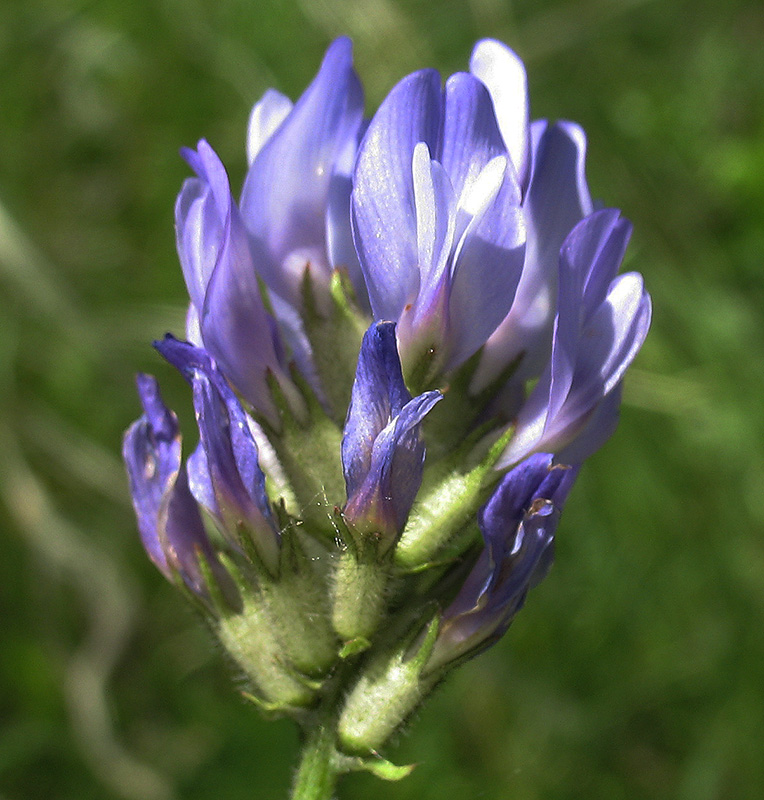 Изображение особи Astragalus danicus.