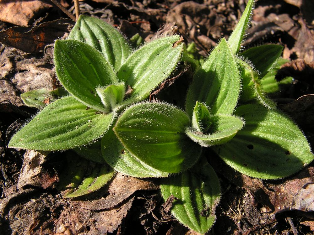 Изображение особи Plantago media.