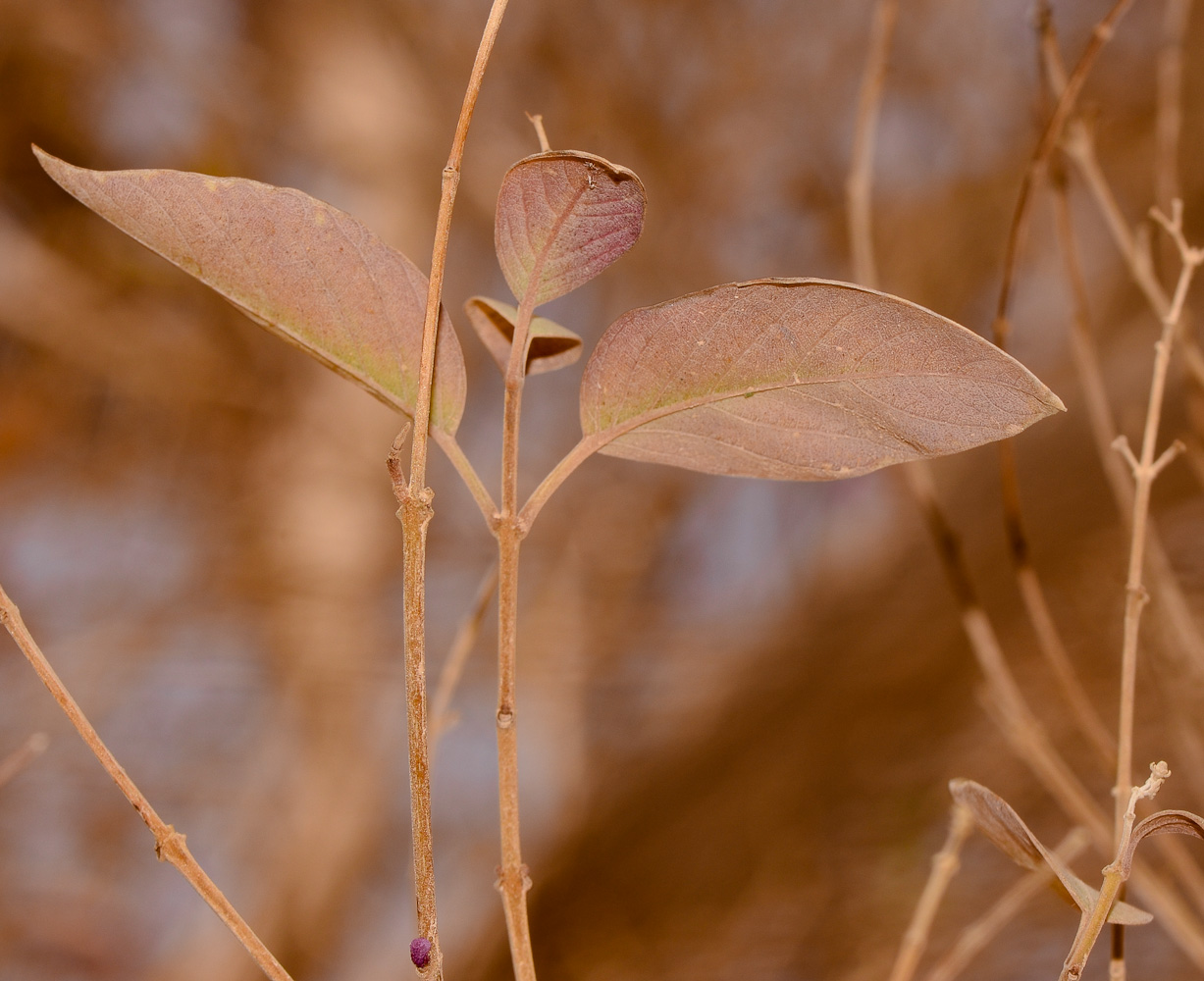 Image of Vitex trifolia var. purpurea specimen.