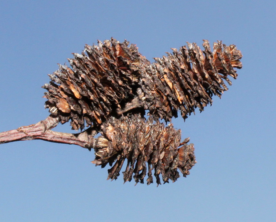 Image of Alnus hirsuta specimen.