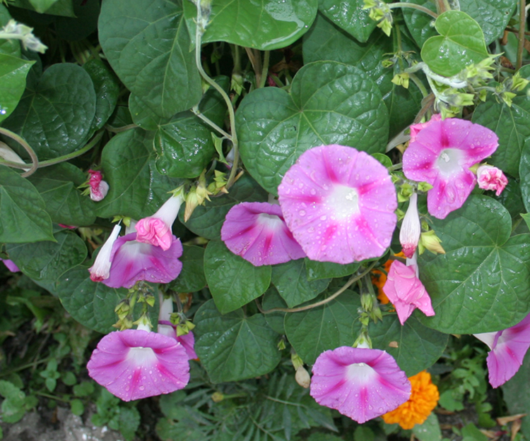 Image of Ipomoea purpurea specimen.