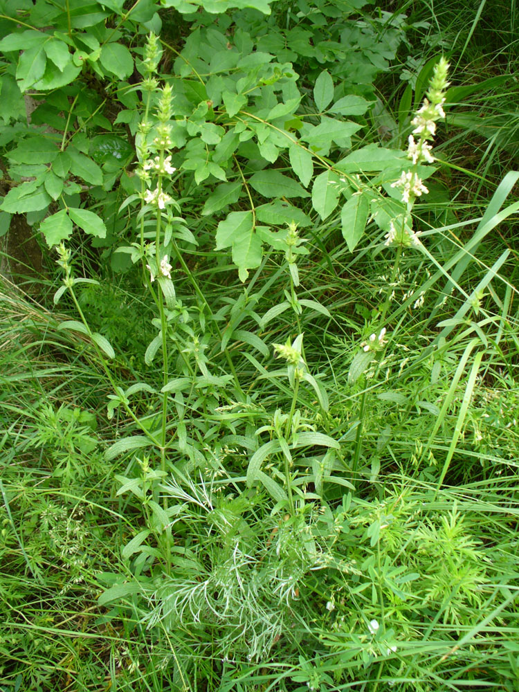 Изображение особи Stachys recta.