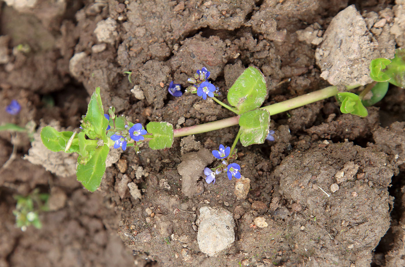 Image of Veronica beccabunga ssp. muscosa specimen.