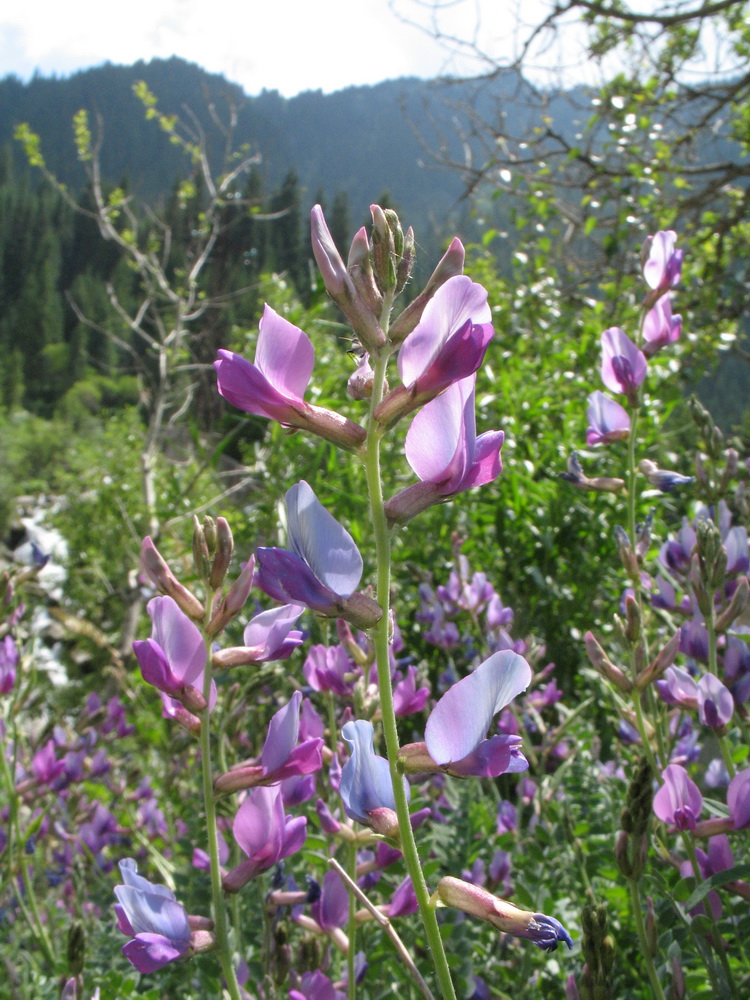 Изображение особи Oxytropis almaatensis.