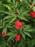 Sambucus racemosa. Плодоносящие побеги. Нидерланды, провинция Groningen, Hoogezand, парк Gorechtpark. 4 июля 2009 г.