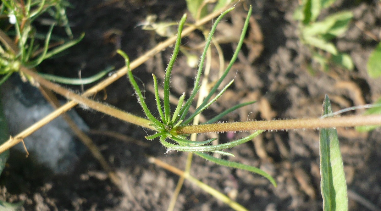 Image of Spergula arvensis specimen.