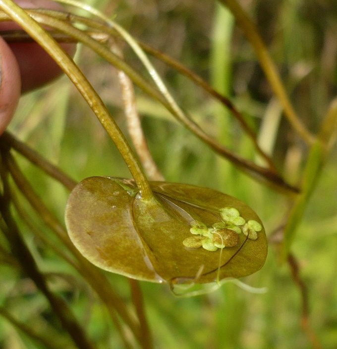 Изображение особи Hydrocharis morsus-ranae.