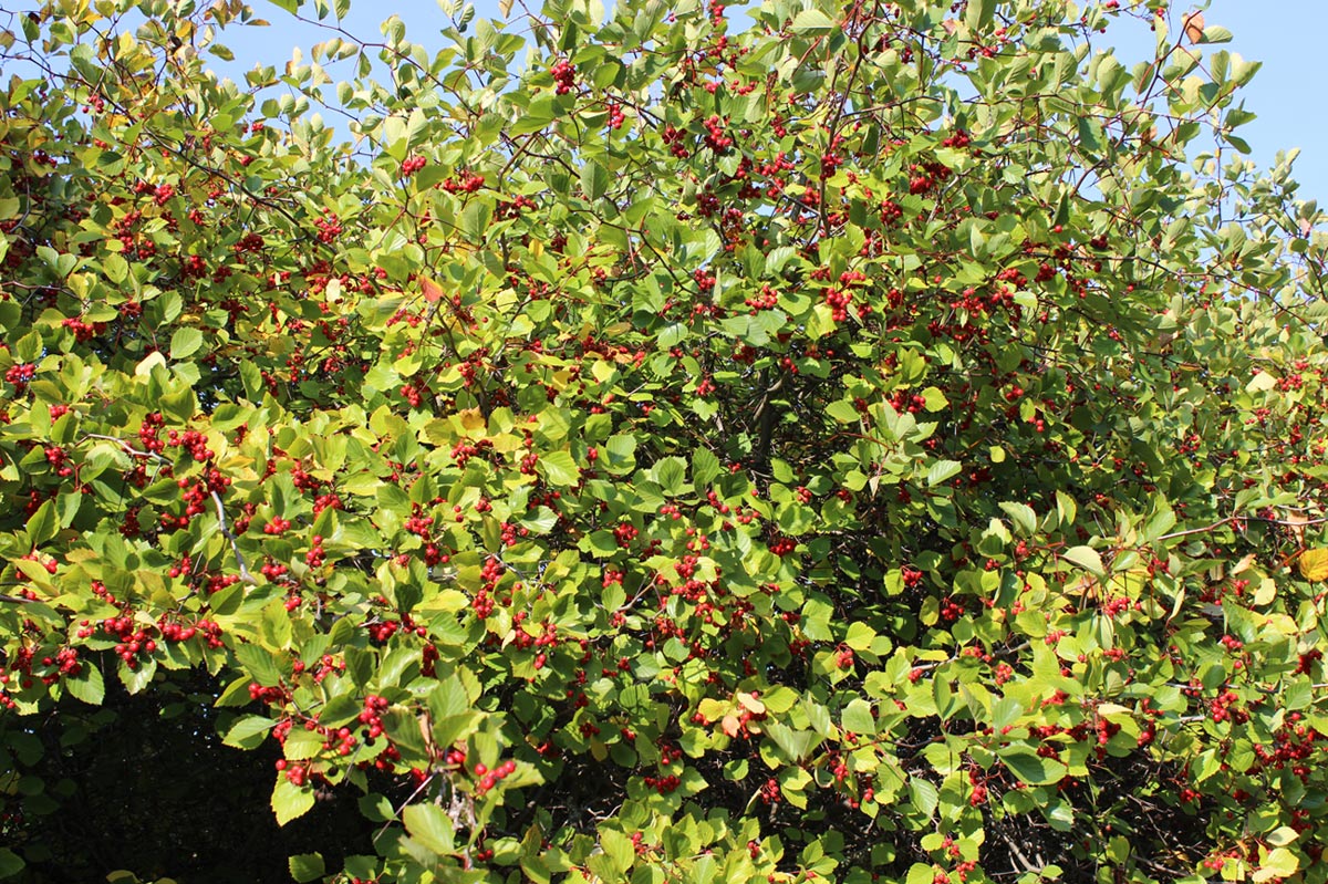 Изображение особи Crataegus chrysocarpa var. rotundifolia.