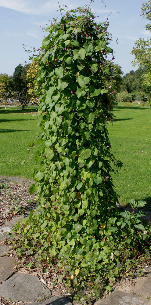 Image of Ipomoea purpurea specimen.