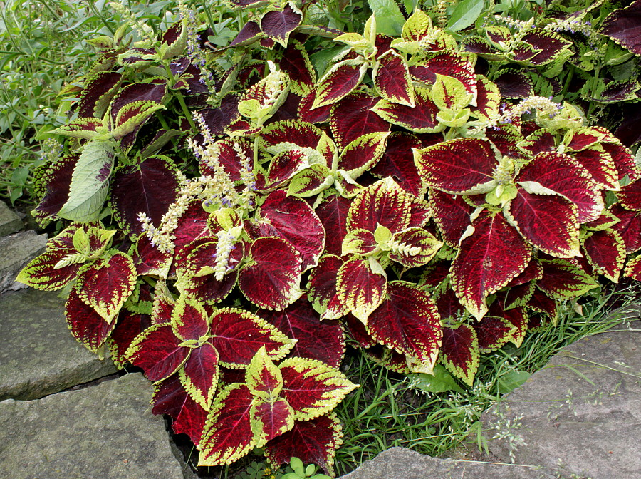 Image of Coleus scutellarioides specimen.