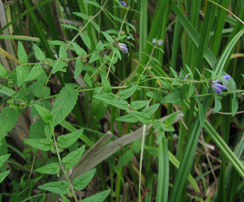 Image of Scutellaria galericulata specimen.