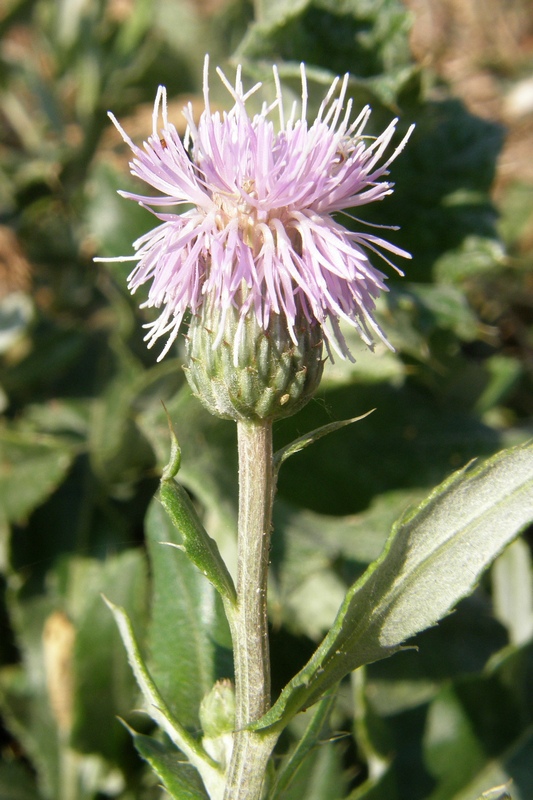 Изображение особи Cirsium incanum.