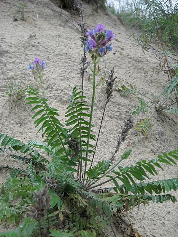 Изображение особи Oxytropis campanulata.