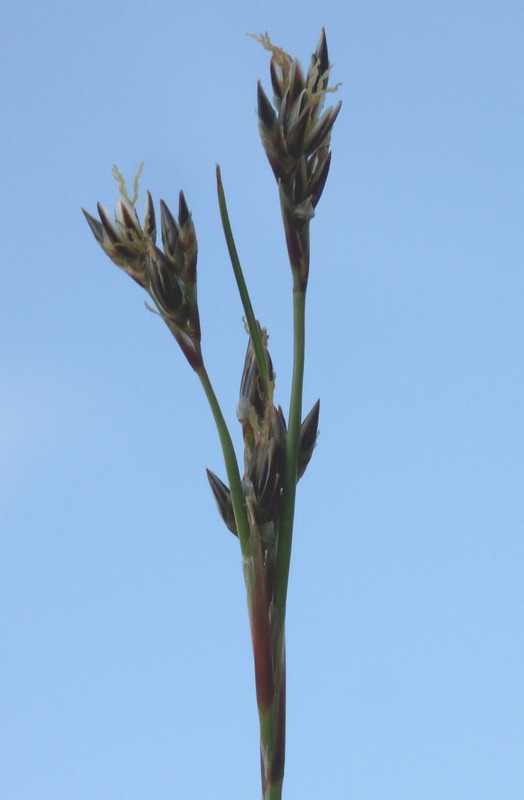 Изображение особи Juncus squarrosus.