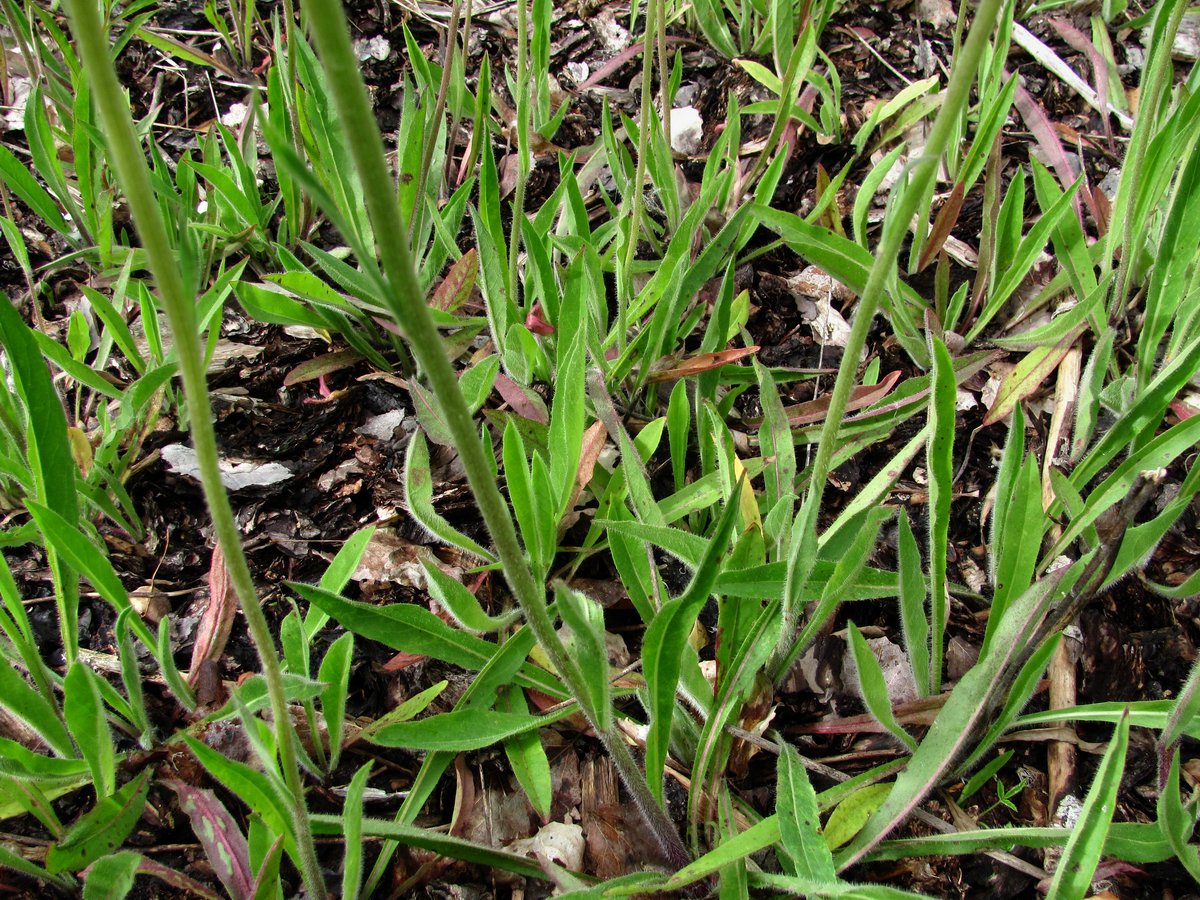 Image of Pilosella caespitosa specimen.