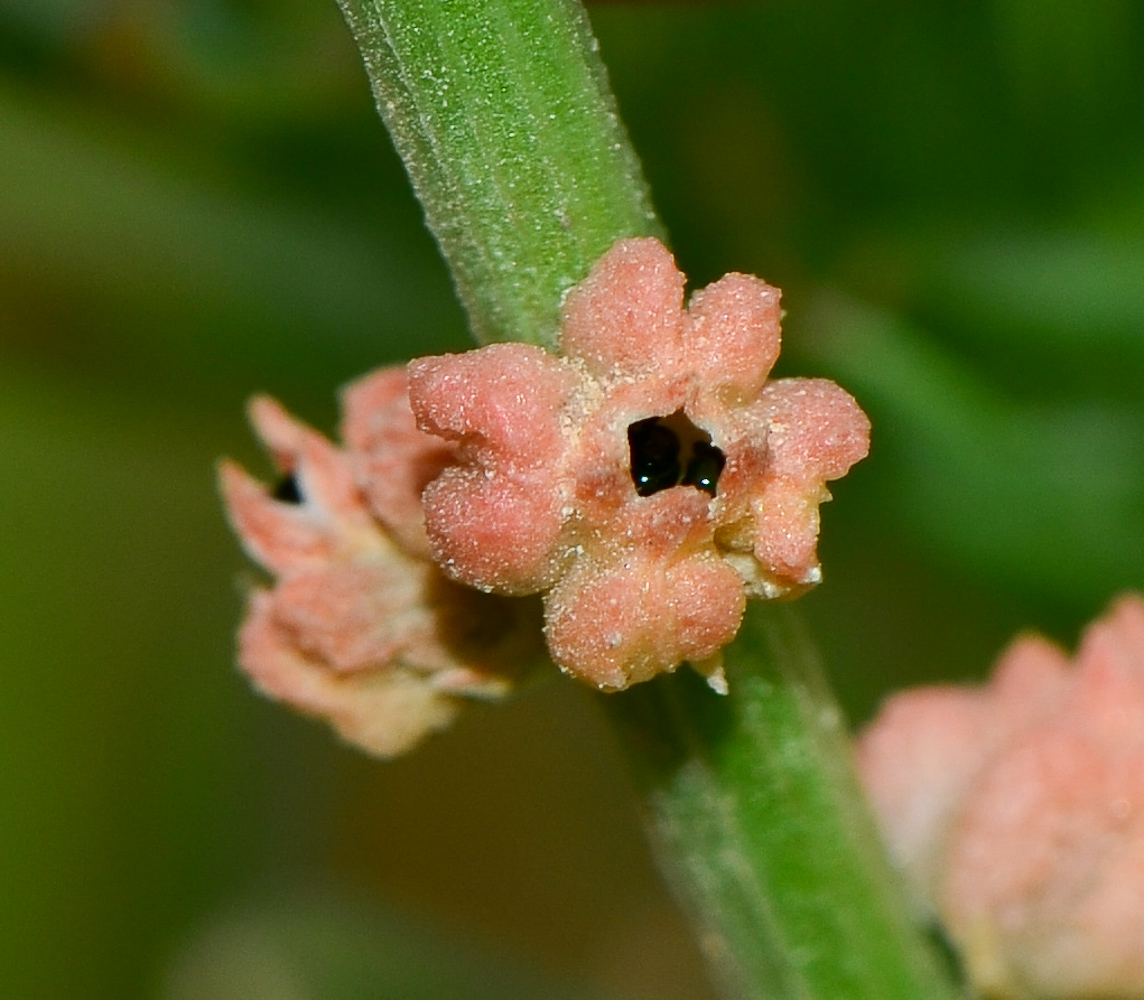 Image of Oligomeris linifolia specimen.