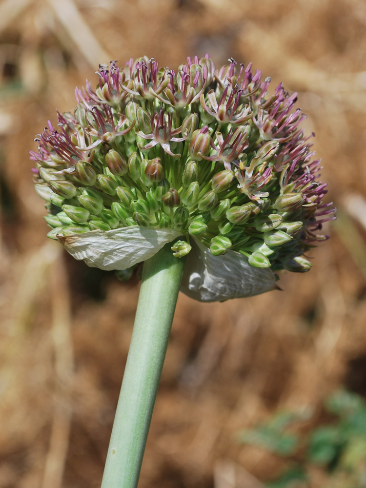 Изображение особи Allium taschkenticum.