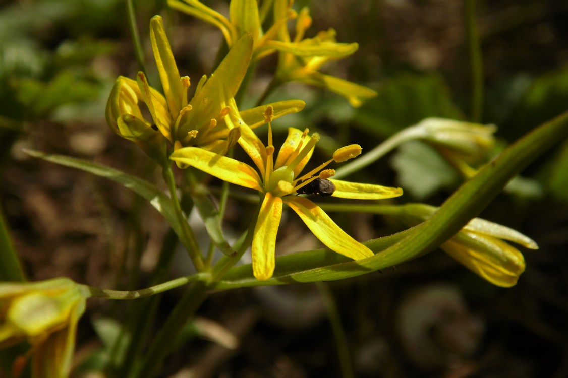 Image of Gagea lutea specimen.