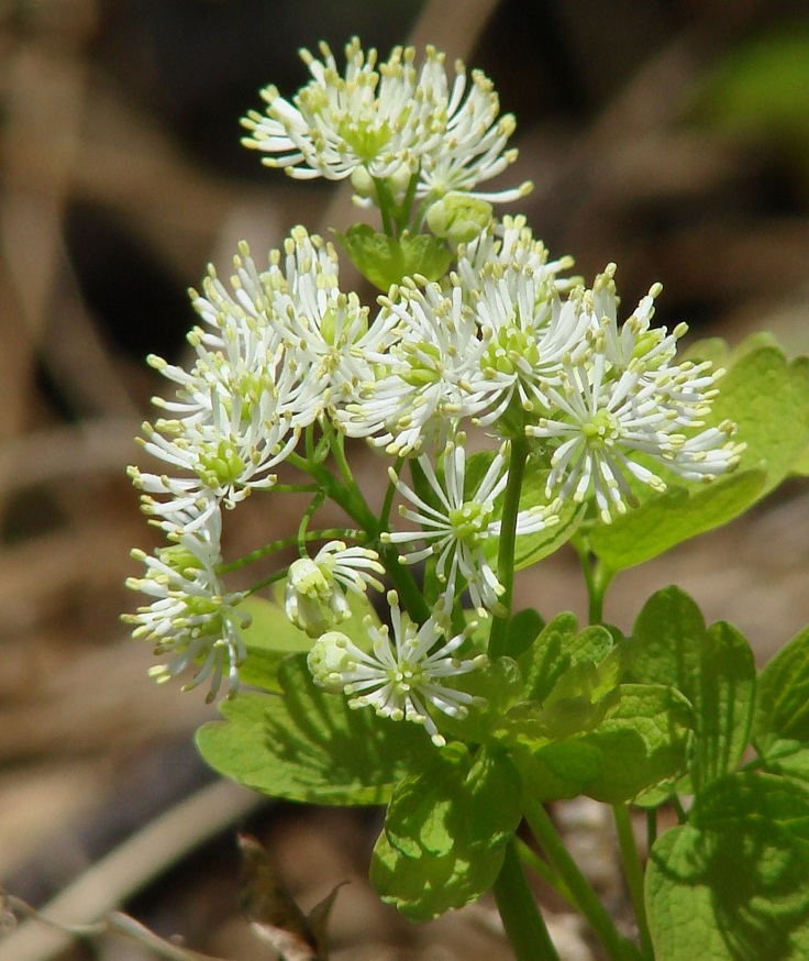 Image of Thalictrum baicalense specimen.