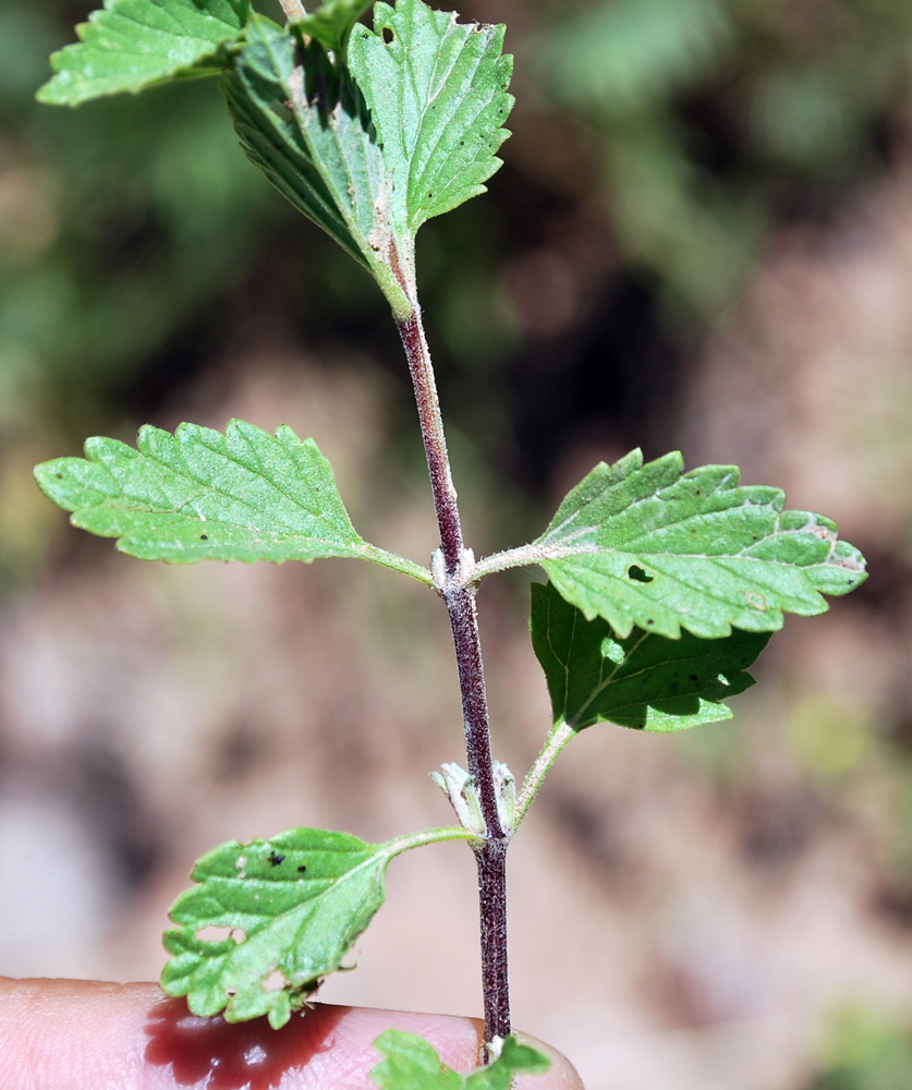 Изображение особи Scutellaria adenostegia.