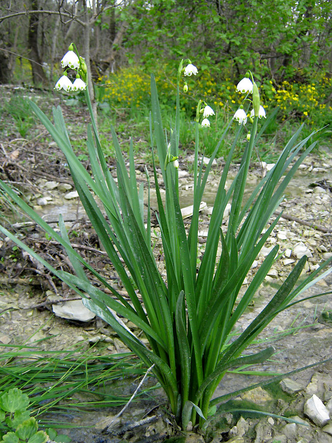 Изображение особи Leucojum aestivum.