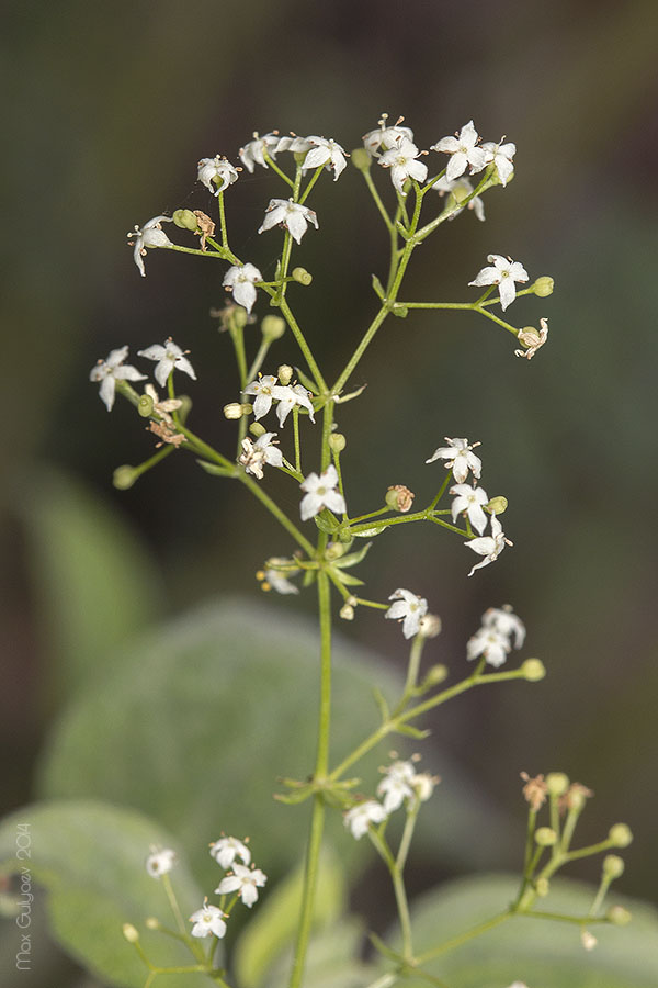 Image of Galium album specimen.