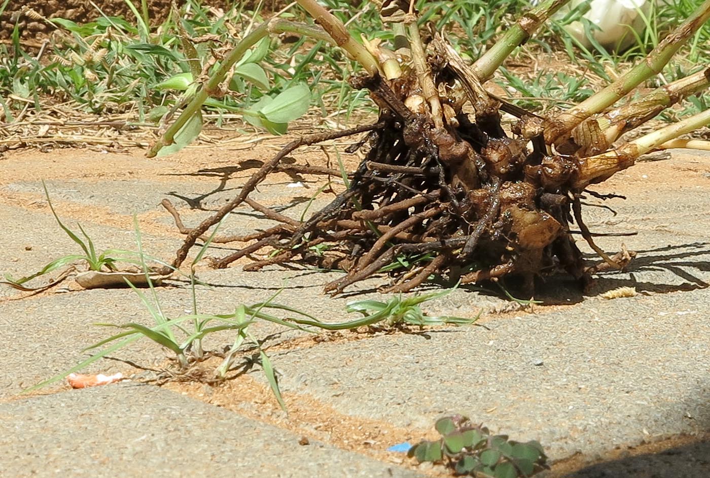 Изображение особи Commelina erecta.