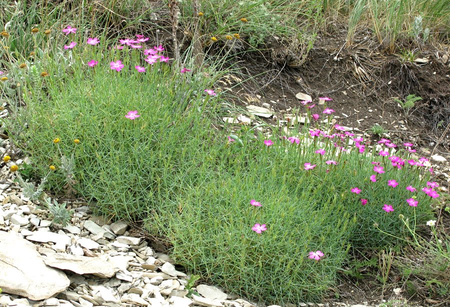 Изображение особи Dianthus acantholimonoides.