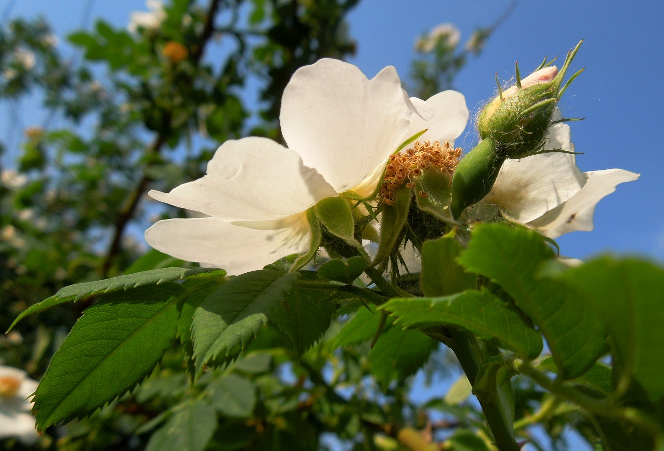 Image of Rosa canina specimen.