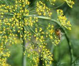 Anethum graveolens. Часть соцветия с фуражирующей пчелой медоносной (Apis mellifera L.). Восточный Казахстан, Уланский р-н, с. Украинка, дачный участок, в культуре. 06.07.2011.