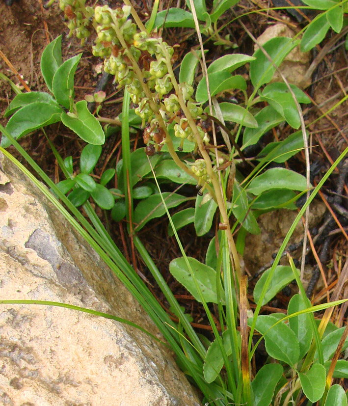 Image of Orthilia obtusata specimen.