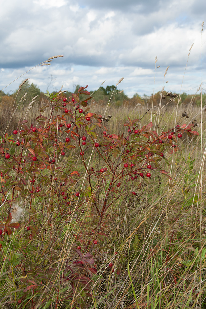 Image of Rosa cinnamomea specimen.