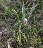 Fritillaria uva-vulpis