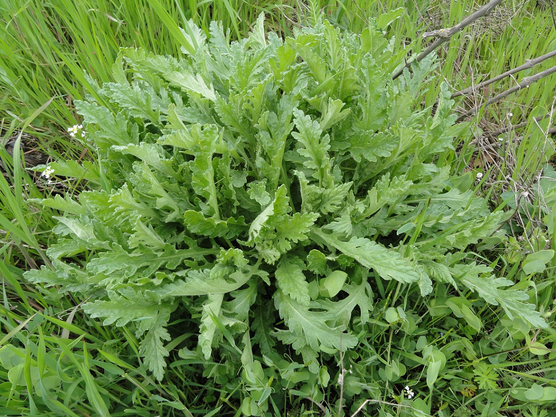 Image of Senecio grandidentatus specimen.