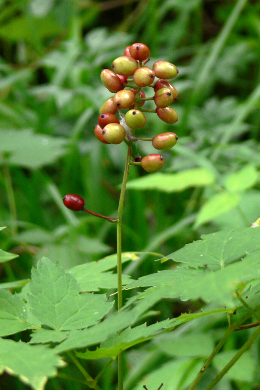 Image of Actaea erythrocarpa specimen.