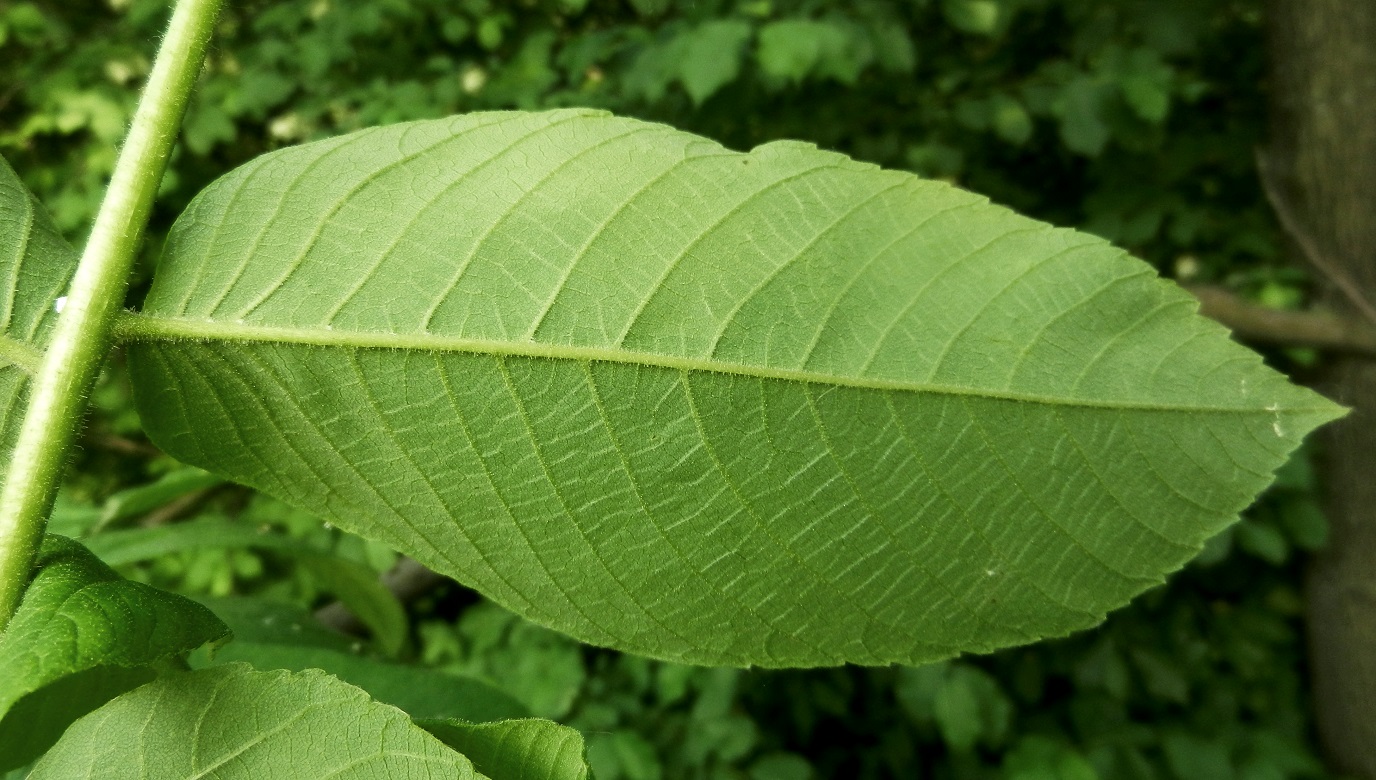 Изображение особи Juglans mandshurica.