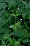 Stellaria nemorum