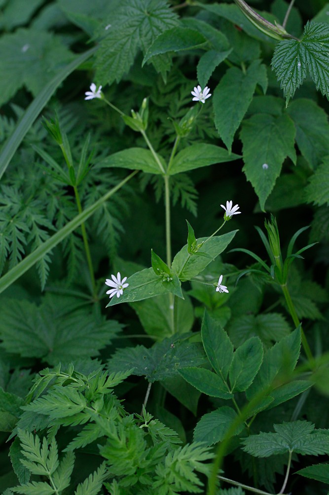 Image of Stellaria nemorum specimen.