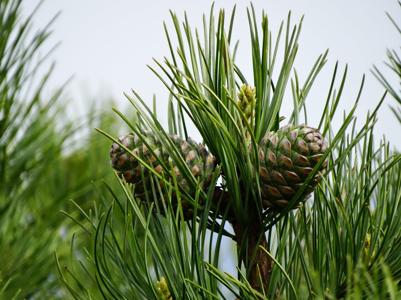 Image of Pinus koraiensis specimen.